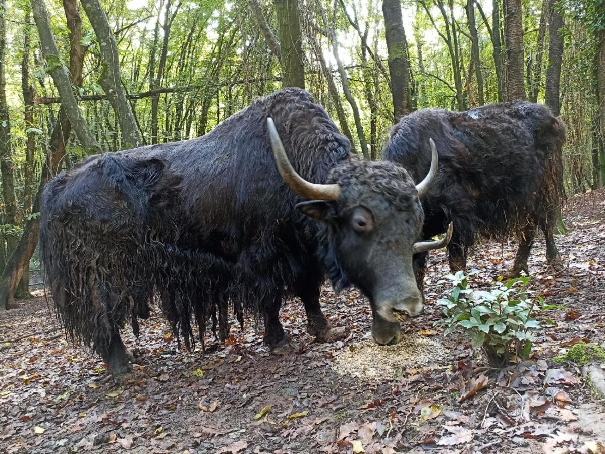 Polonezkoey Country Club & Accommodation In The Wildlife Park! Provincia di Provincia di Istanbul Esterno foto