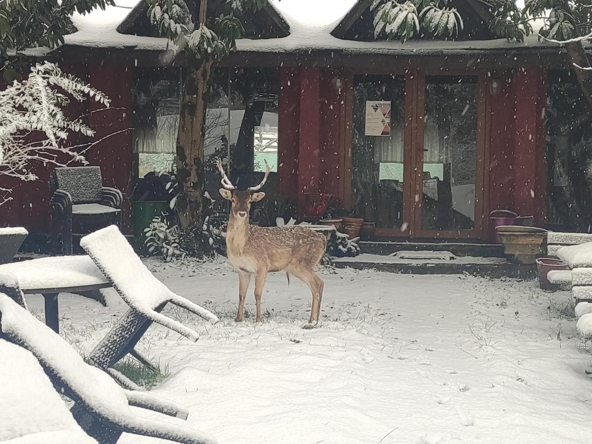 Polonezkoey Country Club & Accommodation In The Wildlife Park! Provincia di Provincia di Istanbul Esterno foto