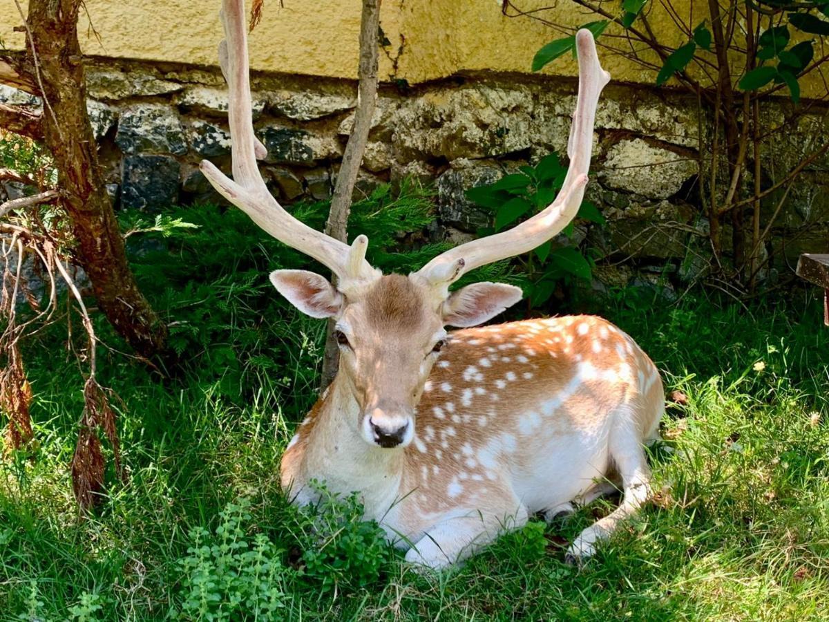 Polonezkoey Country Club & Accommodation In The Wildlife Park! Provincia di Provincia di Istanbul Esterno foto
