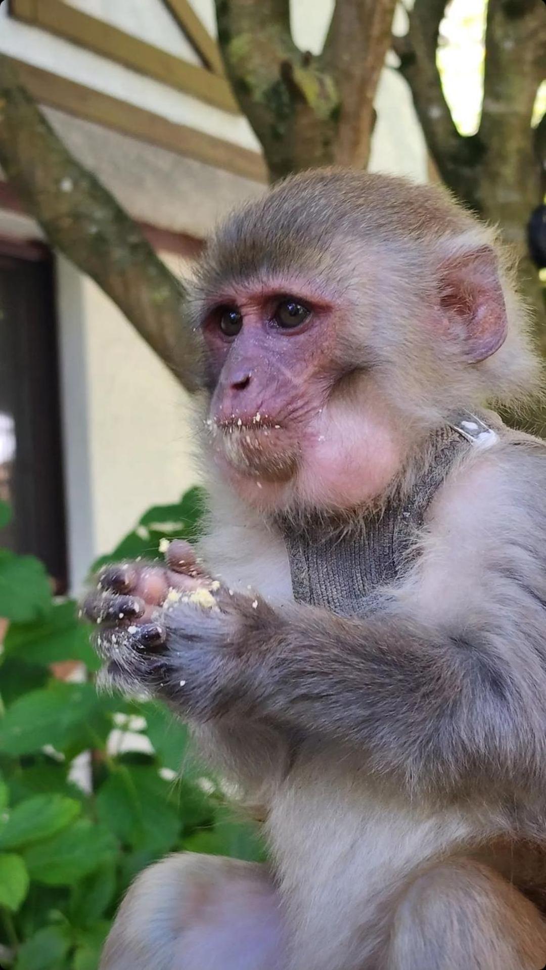 Polonezkoey Country Club & Accommodation In The Wildlife Park! Provincia di Provincia di Istanbul Esterno foto