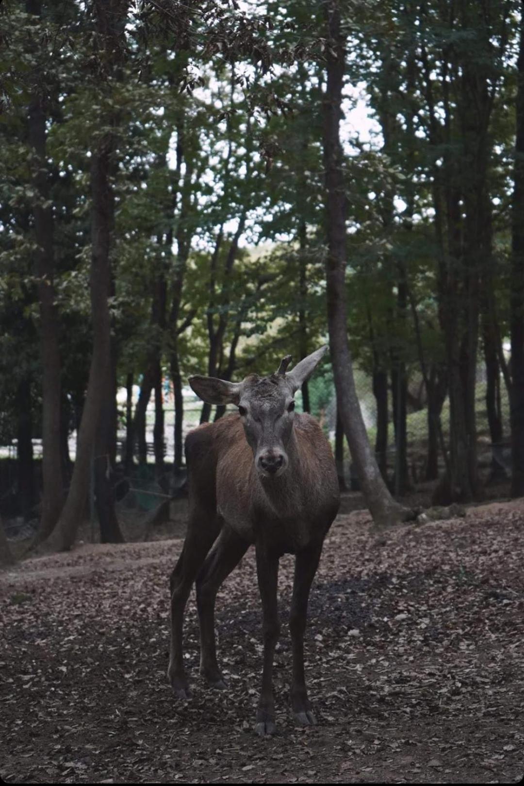 Polonezkoey Country Club & Accommodation In The Wildlife Park! Provincia di Provincia di Istanbul Esterno foto