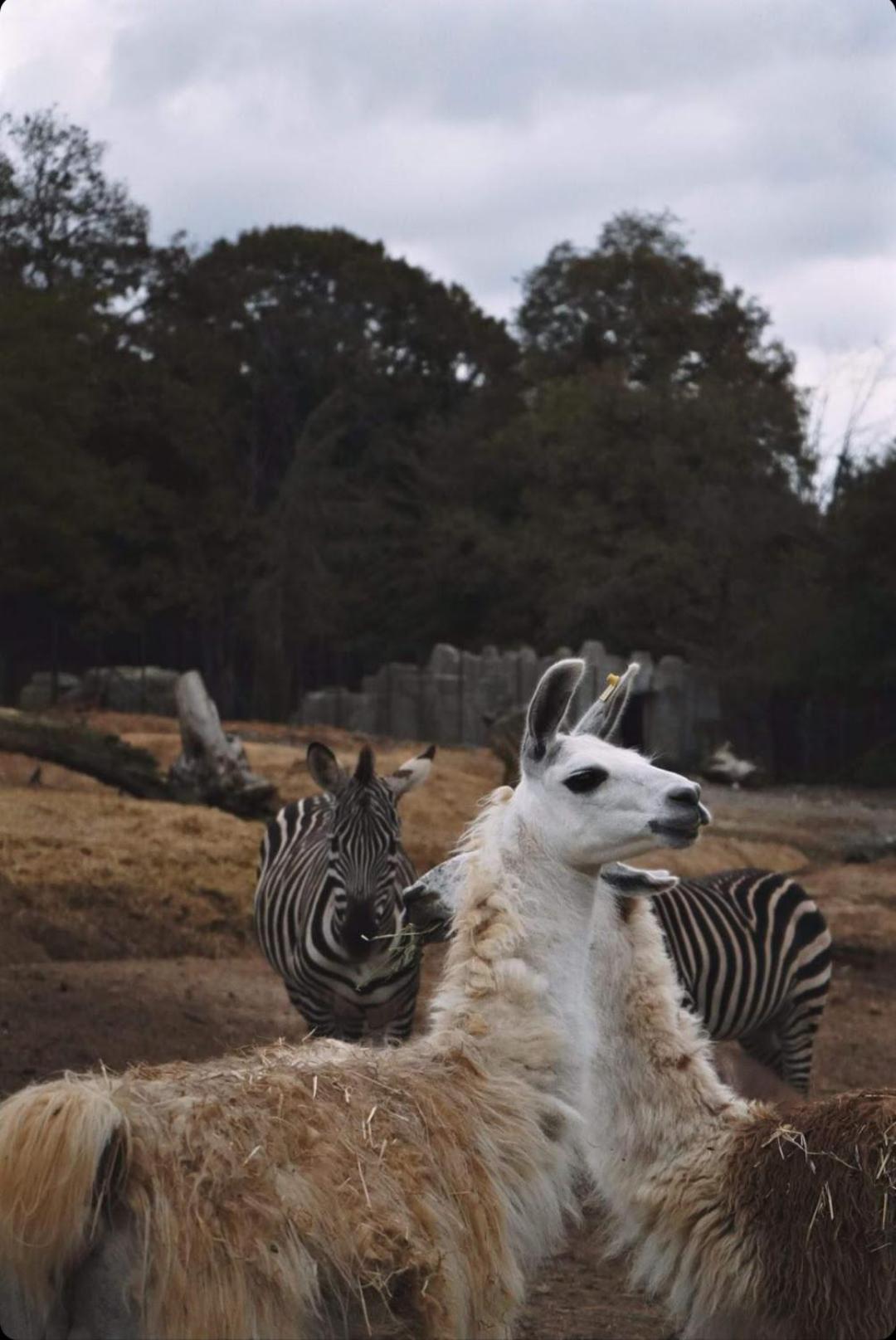 Polonezkoey Country Club & Accommodation In The Wildlife Park! Provincia di Provincia di Istanbul Esterno foto