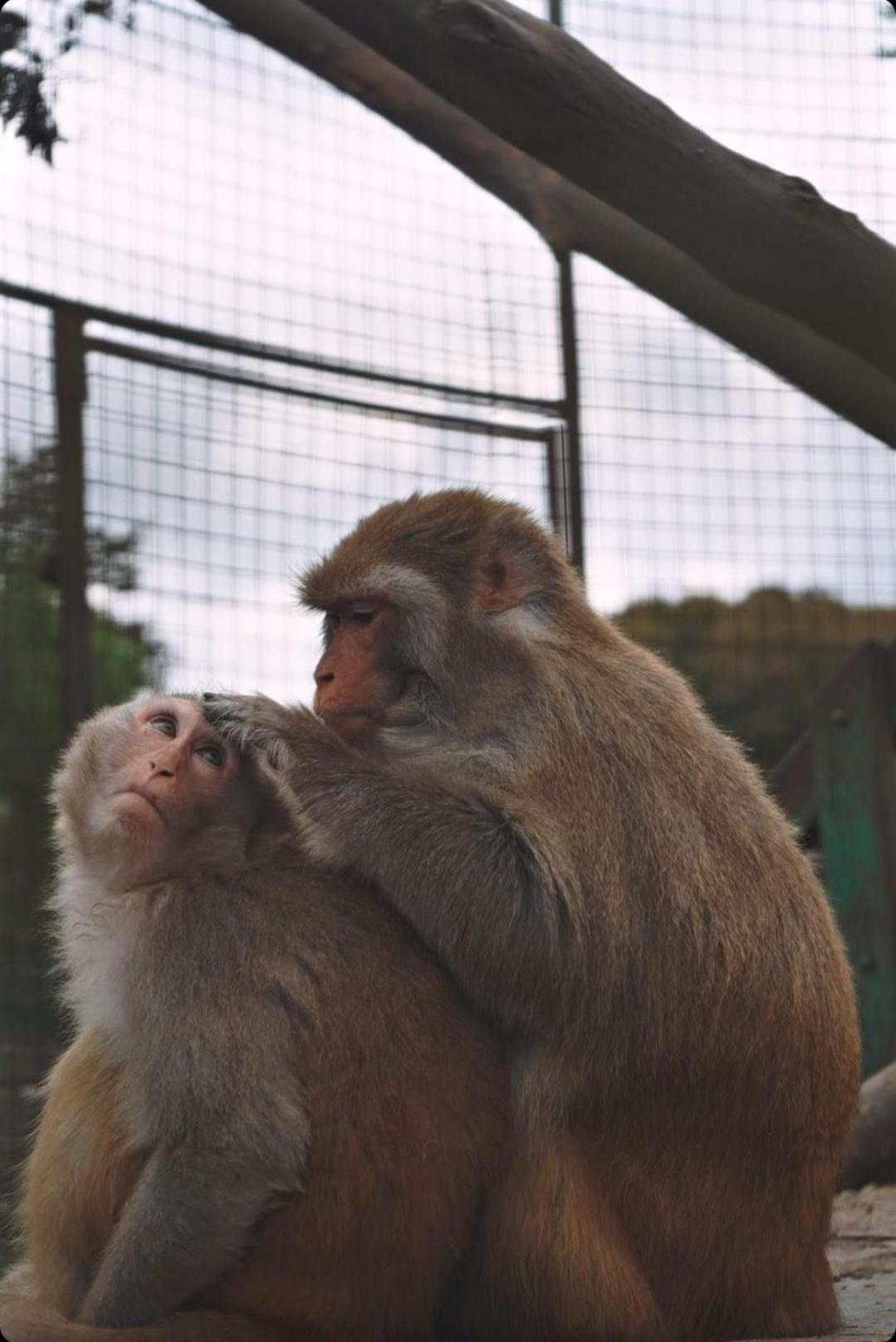 Polonezkoey Country Club & Accommodation In The Wildlife Park! Provincia di Provincia di Istanbul Esterno foto