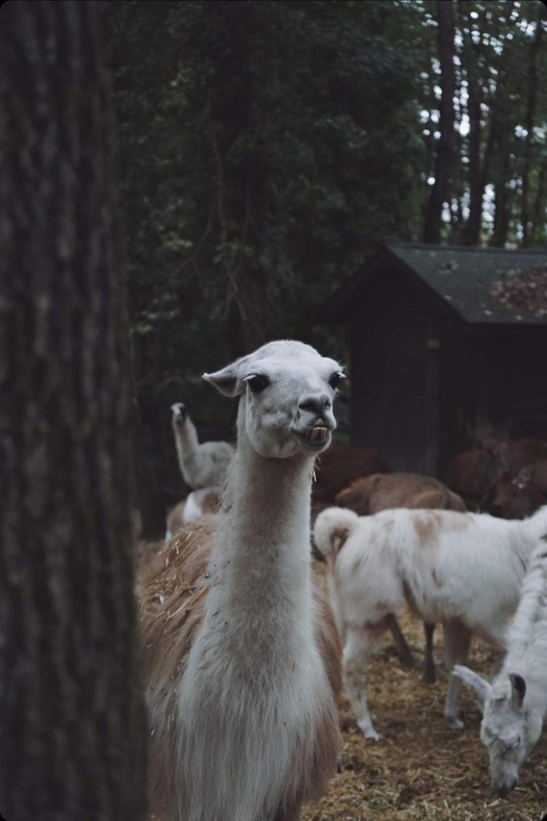 Polonezkoey Country Club & Accommodation In The Wildlife Park! Provincia di Provincia di Istanbul Esterno foto