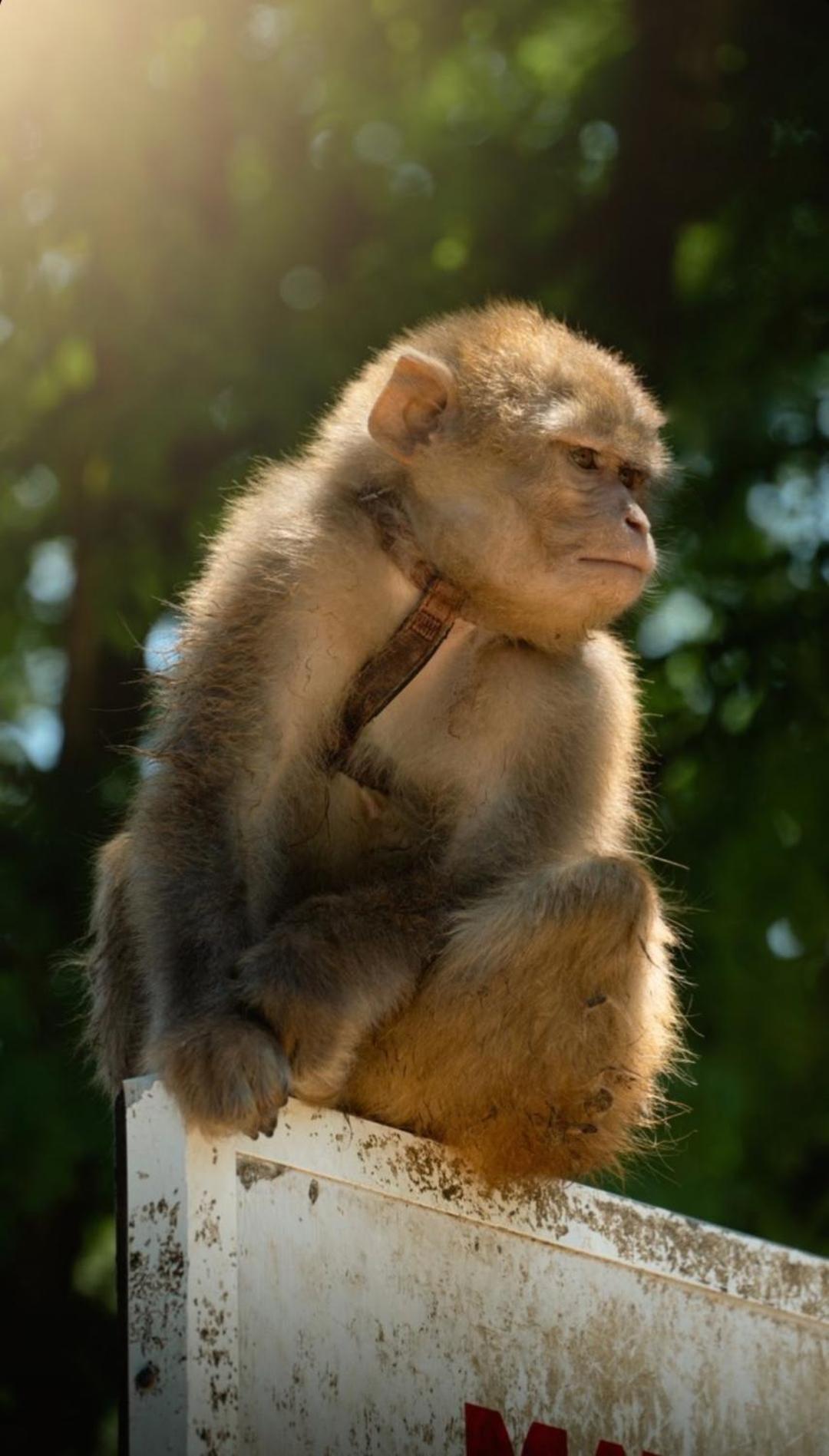 Polonezkoey Country Club & Accommodation In The Wildlife Park! Provincia di Provincia di Istanbul Esterno foto