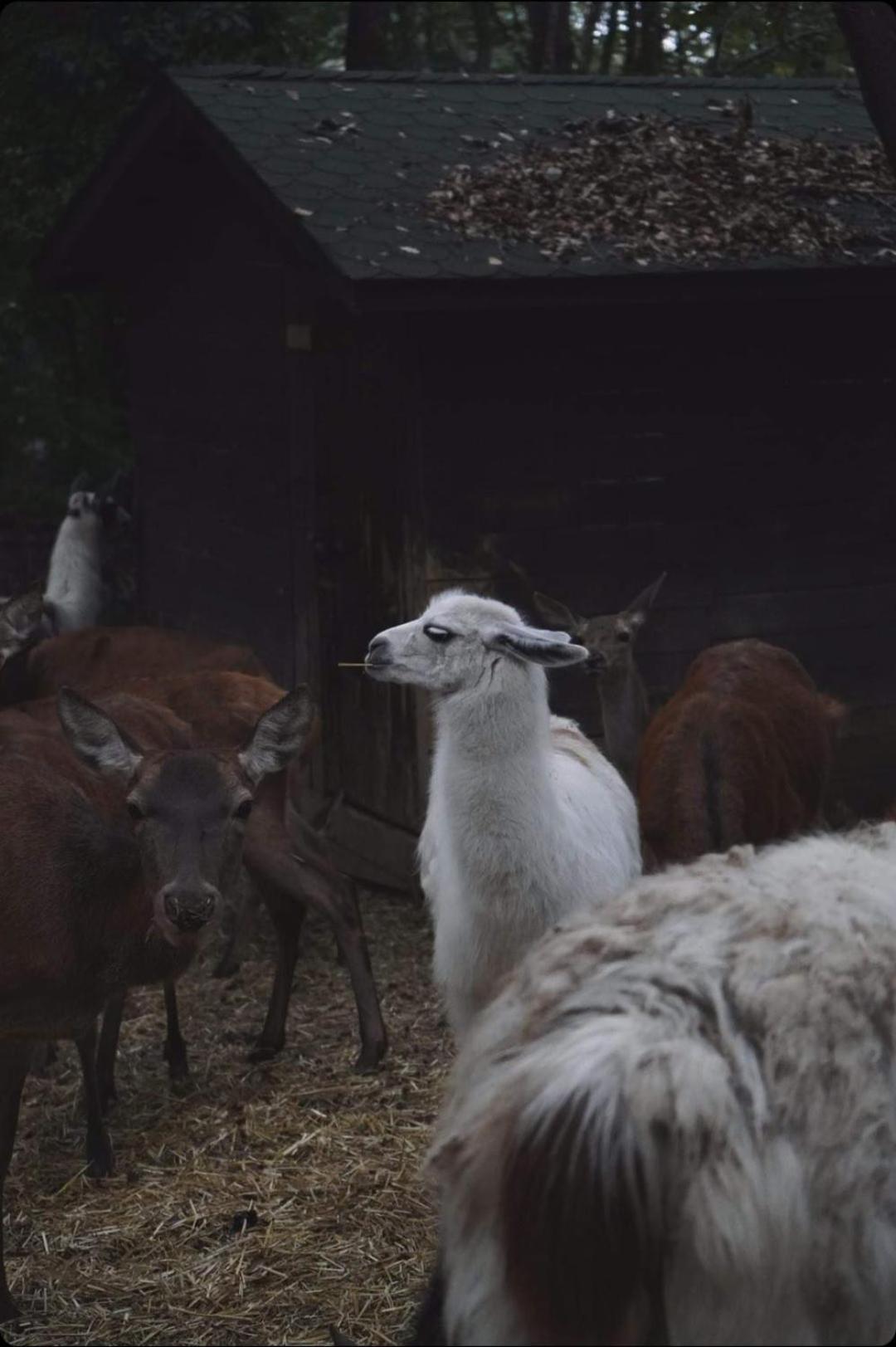 Polonezkoey Country Club & Accommodation In The Wildlife Park! Provincia di Provincia di Istanbul Esterno foto