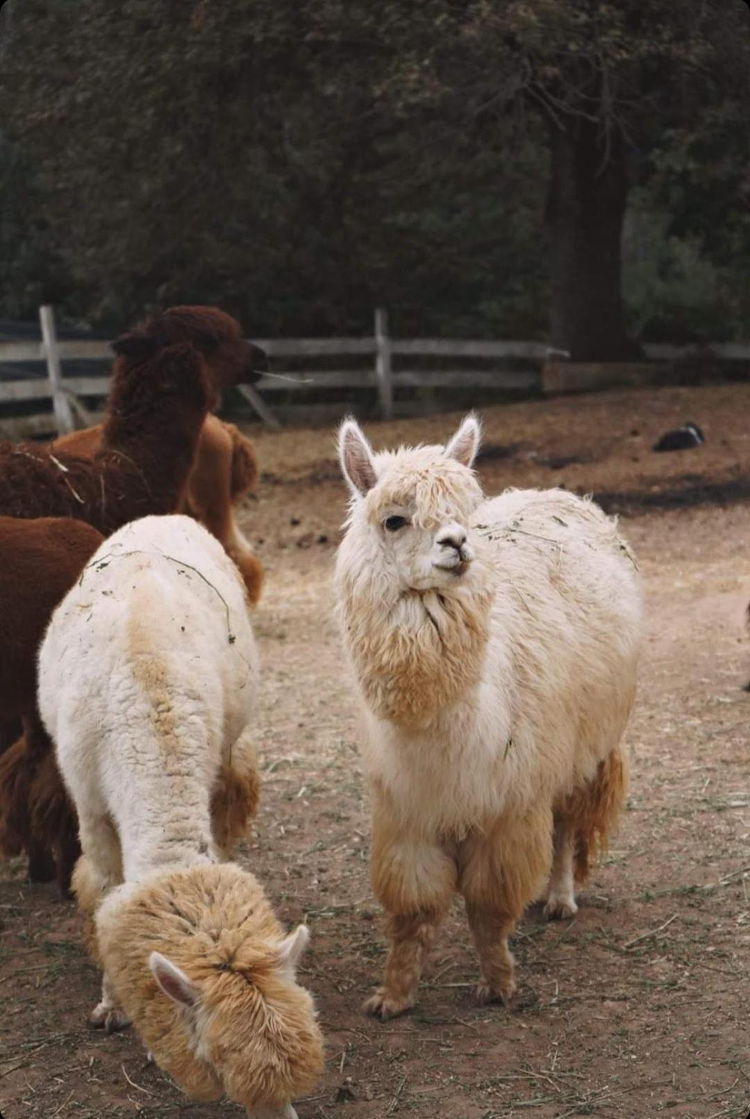 Polonezkoey Country Club & Accommodation In The Wildlife Park! Provincia di Provincia di Istanbul Esterno foto